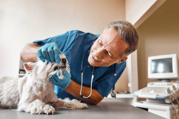 Best Emergency Dental Care for Broken or Chipped Teeth in Daytona Beach Shores, FL